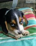 AKC Beagle Puppy