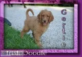 Gertie Female Irish Doodle