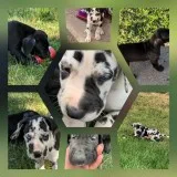 Great Dane puppies