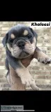 AKC English Bulldogs LilacBlackSealBri ndle