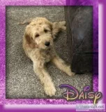 Daisy Female Goldendoodle