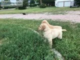AKC Golden Retriever puppies