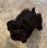 Adorable Miniature Schnauzers