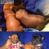 Chinese crescent puppies for sale