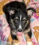 Asca australian shepherd puppies