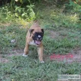 Akc Boxer puppies ready now
