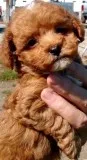 Cavapoo Puppies