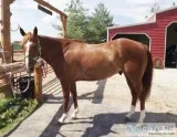 Tami Quarter Horse Gelding