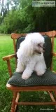 Toy Poodle