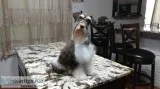 Miniature Schnauzers litter