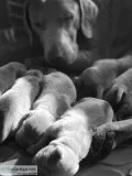Akc Silver Labrador Retrievers