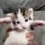 Turkish Van Kittens