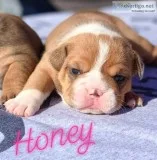 Fawn Female English Bulldog