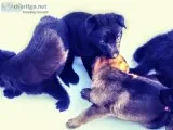 AKC German Shepherd Puppies