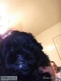 Shih poo