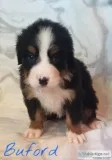 Bernese mountain dog puppies