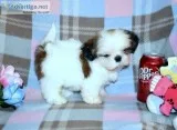 Shih Tzu Puppies - Champion Bloodlines