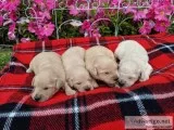 Goldendoodle F2B Mini Puppies