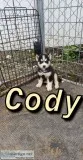 Siberian husky puppies