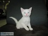 Kitten