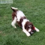 Lucky Male F1B Labradoodle