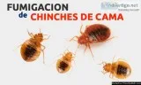 &quotEXTERMINADOR DE CHINCHE&quot  NY 1-800-398-6359