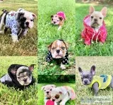 Puppies