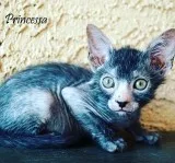 Lykoi kittens