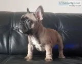 There are a ton of frenchies available