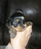 Toy Yorkie Male.