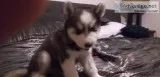 Alaskan Malamute Puppy