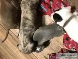 Pit-Mix Puppies