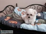 Maltese Puppies
