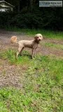 Ckc Goldendoodle pups Born 5272019