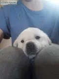 Great Pyrenees and lab mixed puppies