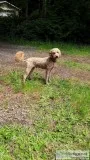 Akc Moyen poodle