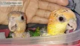White Bellied Caique babies 2 left