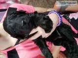 Labradoodles puppies