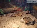Free two leopard geckos with aquarium