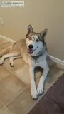 Alaskan Husky