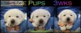 White Lab Pups