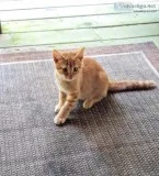 Free Kittens