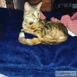 Re-homing cat