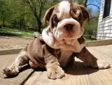 English Bulldog Puppies Ready For Sale