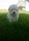TOY POODLE PUPPIES