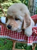 3 Golden Retriever Pups all Female
