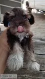 Little Miniature Schnauzer Puppies For Sale