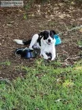 Dog to loving home