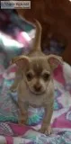 Adorable Chihuahua