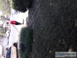 Yard Services
